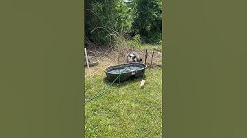 Pigs water setup