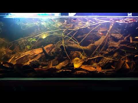 #BADC2022 / Biotope fish king, 160 L