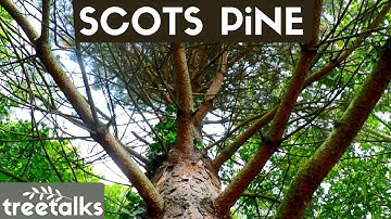 Scots Pine Tree - Facts & Identification