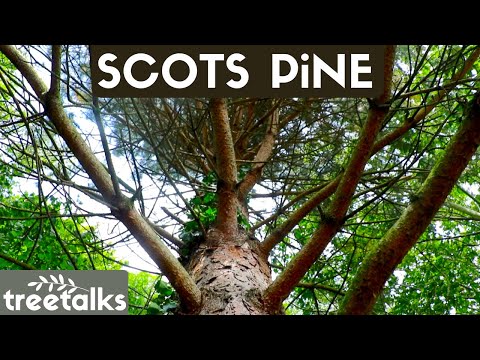 Video: Scots Pine - Description, Properties, Use Of Cones