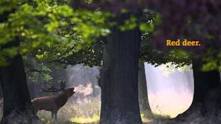 Rewilding Europe Trailer