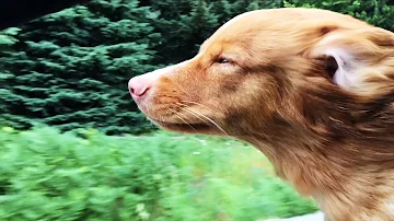 Alfie's Wind Tunnel - Nova Scotia Duck Tolling Retriever