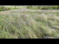 Ковила трава. Приазов'я. Степ