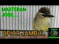 SUARA BURUNG OPIOR JAMBUL
