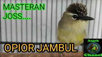 SUARA BURUNG OPIOR JAMBUL