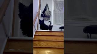Best Friends or Frenemies? Sawyer & the Kitten #petdynamics