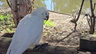 How can you tell when a Cockatoo is sick. Campbelltown by Duggan freddy 67 views 5 days ago 5 minutes, 33 seconds