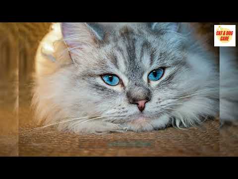 Video: Er sibiriske katte virkelig allergivenlige?