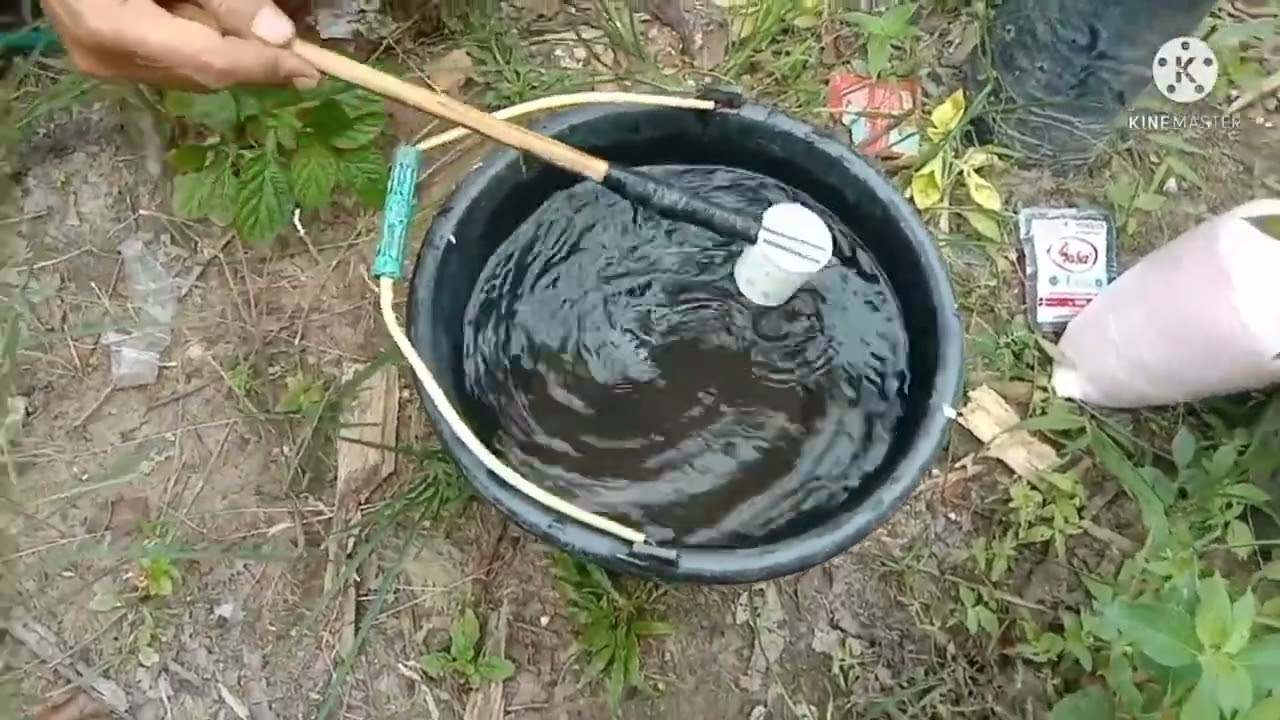 Mengatasi kecambah sawit yg daunya menguning dan pertumbuhannya lambat @