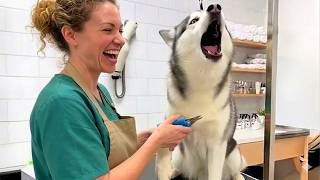 Huskies Being DRAMATIC... Best of 2026 🤣 NEW Funny Dog Videos