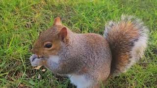 Lovely squirrel is eating its favorite peanuts
