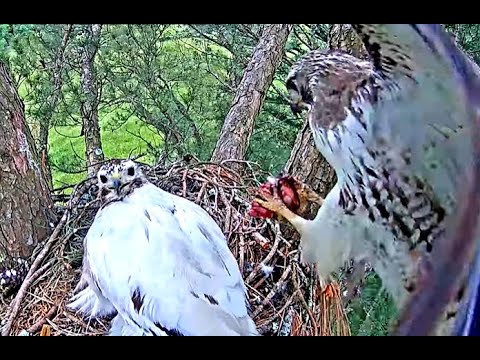 Tom brings lunch