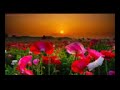 هود 25 47 الاذاعة السورية 1957 للشيخ عبد الباسط عبد الصمد رحمه الله هود 25 47 الاذاعة السورية 1957 للشيخ عبد الباسط عبد الصمد رحمه الله