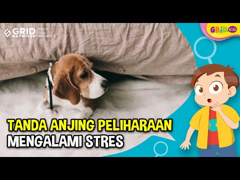 Video: 15 Tanda Anjing Anda Mengalami Kecemasan Dan Cara Membantu