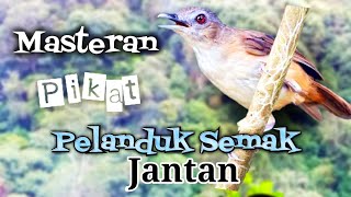 Suara Pelanduk semak jantan ( cingcoho ) masteran/pikat