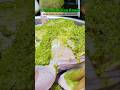 Green Chicken Roast | Whole Chicken Recipe 🐔🌿#shorts #shortsfeed #shortsvideo #greenchicken #keto