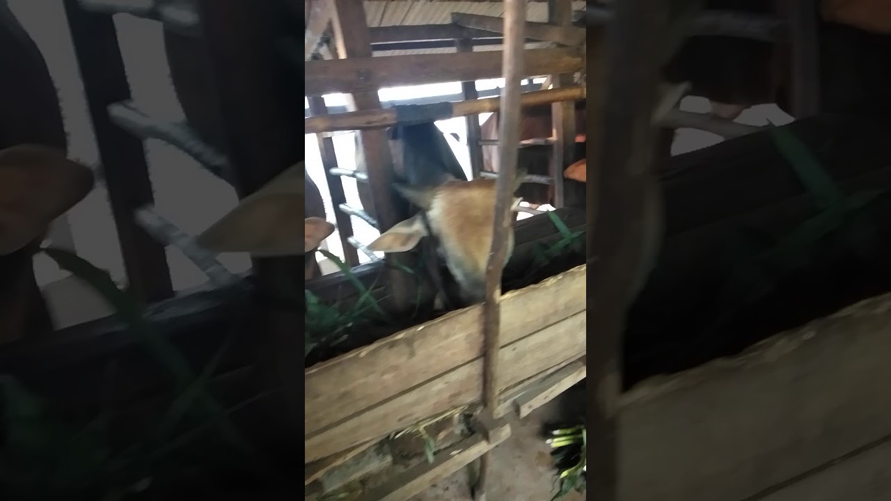 Jual sapi qurban murah Cirebon timur 087829892764(1) - YouTube