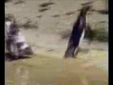 Video: Chardot Pikt Een Pinguïn Op