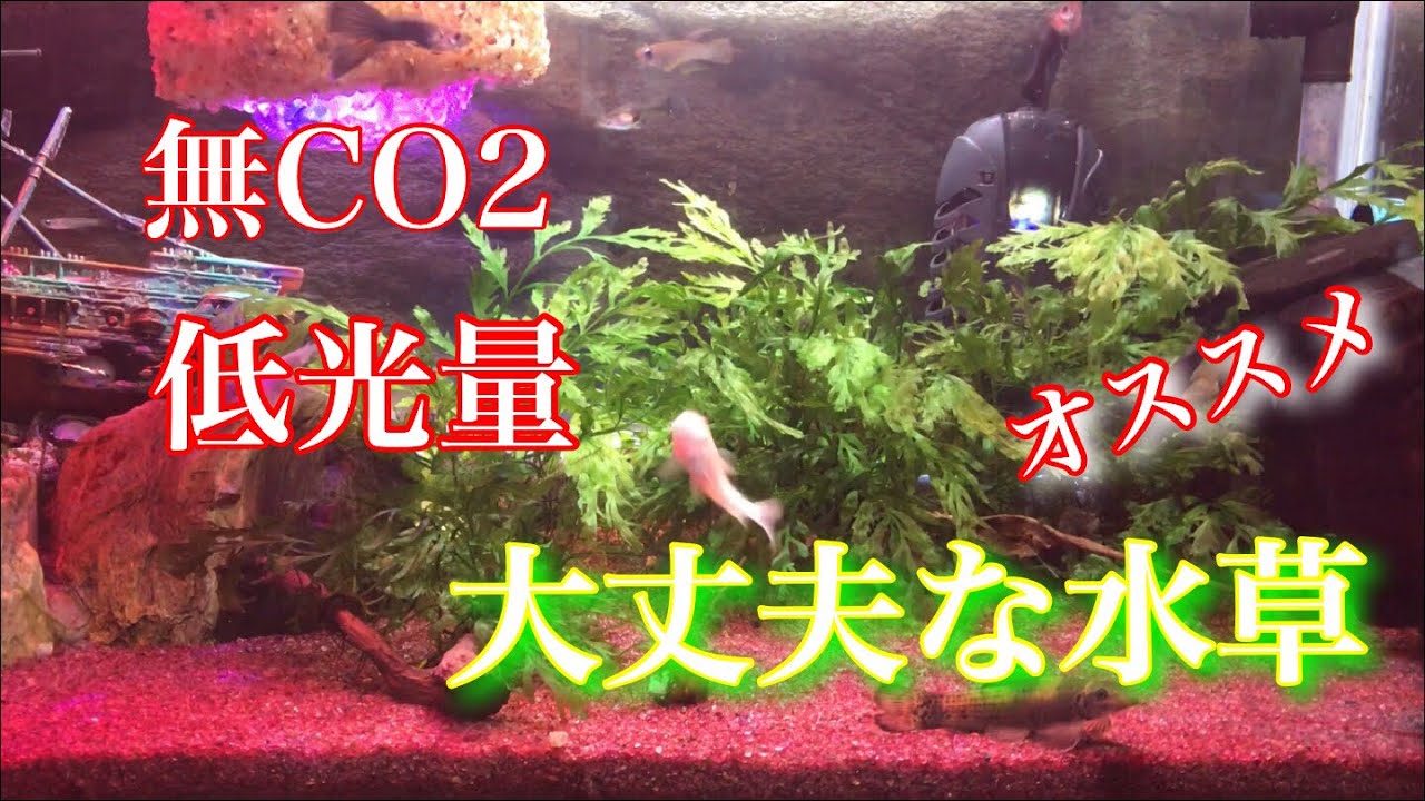 アクアリウム Co2無添加 低光量でも育つ水草 Tank Aquarium アクアリウム Shrimp Youtube