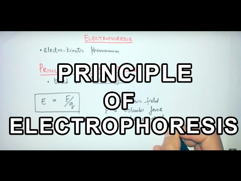 Principle of Electrophoresis