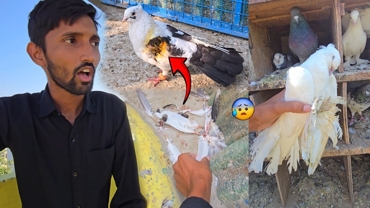 New Loft Me Cat Attack Ho Gaya😭