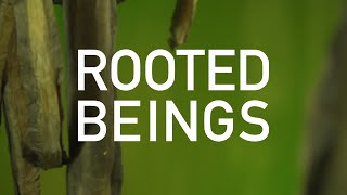 Rooted Beings | Exhibition Final Weeks