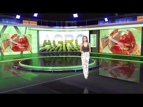 Video: Roșiile și Alte 8 Mituri Alimentare Despre Artrită