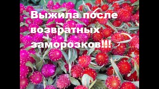 Чудеса!!! Майский мороз не погубил мою гомфрену!!!