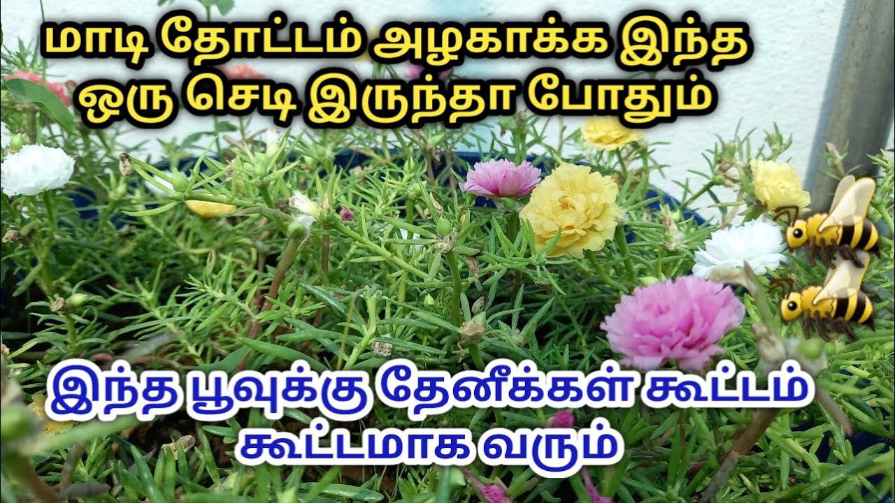Table Rose plant care in tamil | டேபிள் ரோஸ் அதிகமாக பூக்கும் டிப்ஸ் | ஈஸியாக வளர்க்கும் பூச்செடி🐝🐝🐝