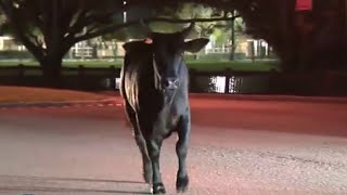 Bull runs loose in Florida neighborhood