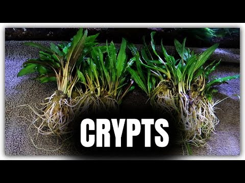 Video: Cryptocoryne - Planten Voor Het Aquarium