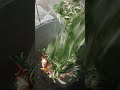 lenggang kangkung #youtubeshorts #youtube #