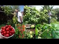 10 great fruits to grow in cold climates! | Permaculture | Food forest | Growing fruit