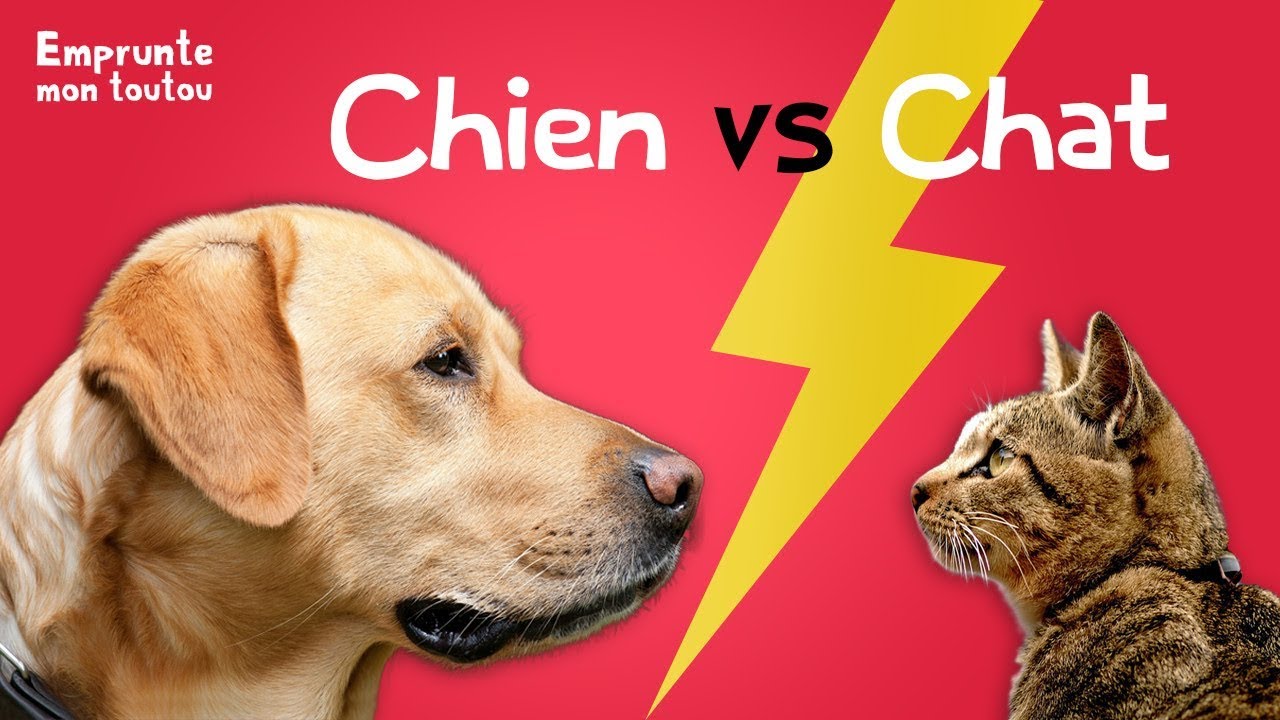 Chien Vs Chat Youtube