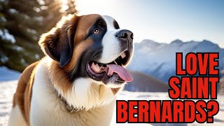 Top 10 Reasons to Own a Saint Bernard by PawPrints Perfect 100 views 1 month ago 4 minutes, 54 seconds