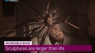 Showcase: 'Incredible Bugs' Exhibition