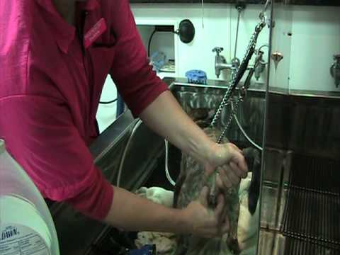 How to wash a cat 2010.MOD - YouTube