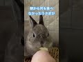獣医さんから何でもいいから食べたらOKと言われたうさぎ #うさぎ #bunny