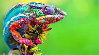 Chameleon Changing Color - Best Of Chameleons Changing Colors Compilation