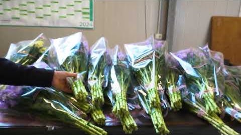 La floricultura in serra - SHORT - ITA