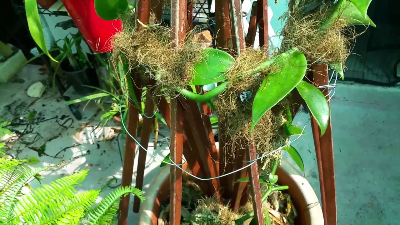 Vanilla Orchid 