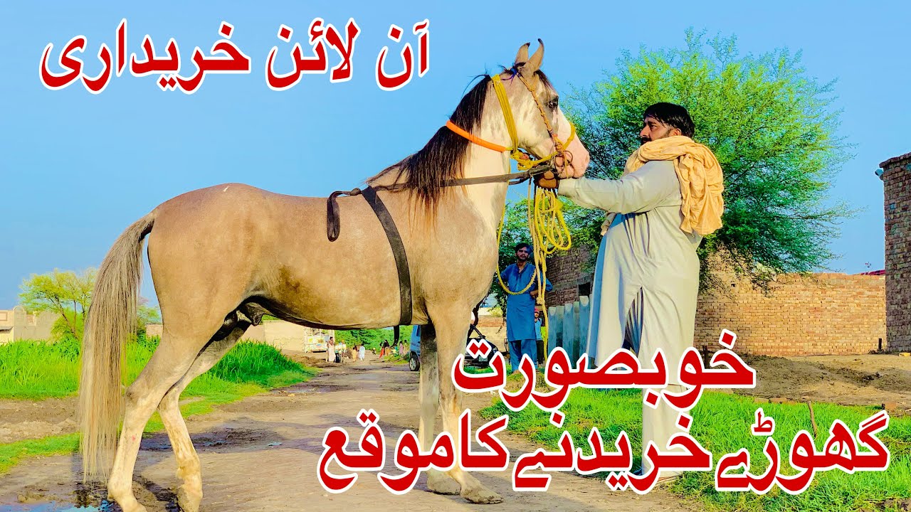 visit horse farm in rustam sargana shabih e zuljanah ke liye horse