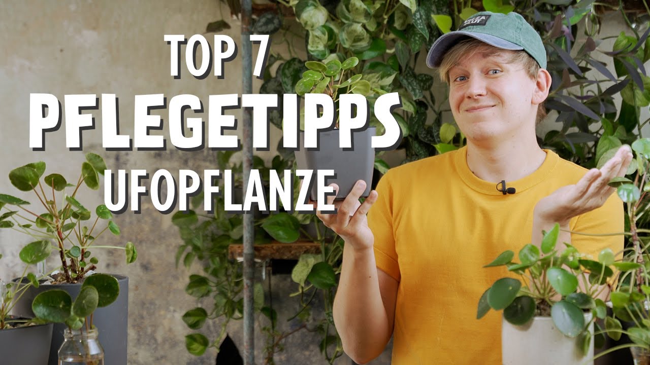 Diese 7 BESTEN Pflegetipps fr deine Ufopflanze MUSST du kennen! (Pilea  peperomioides, Glckstaler)
