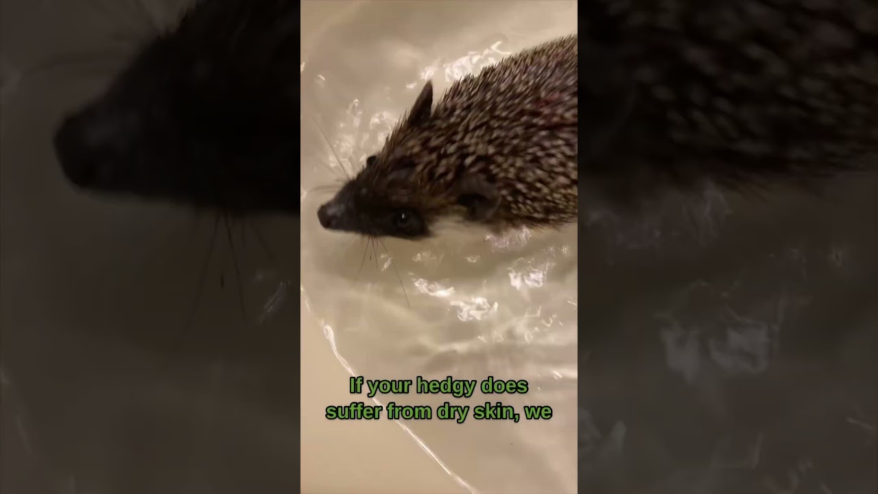 Quick hedgehog bath guide🗒️