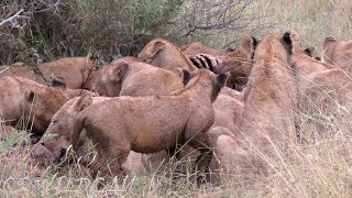 Mayanbula Pride On a Zebra Kill | Intense Fight Between Older Cubs For the Left Overs | Ep163