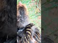 #rooster #musicapp #chickenbreeds