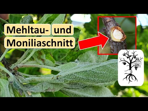 Video: Was ist Juni-Tropfen – Gründe dafür, dass Obst im Juni von Bäumen fällt