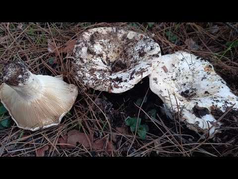 Russula delica. Μανιτάρι
