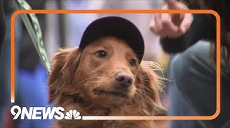 Thumbnail for Changes coming to Goldens in Golden event