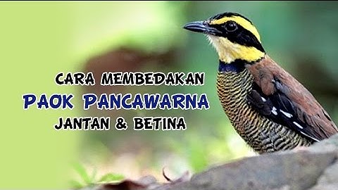 CIRI PAOK PANCAWARNA JANTAN & BETINA